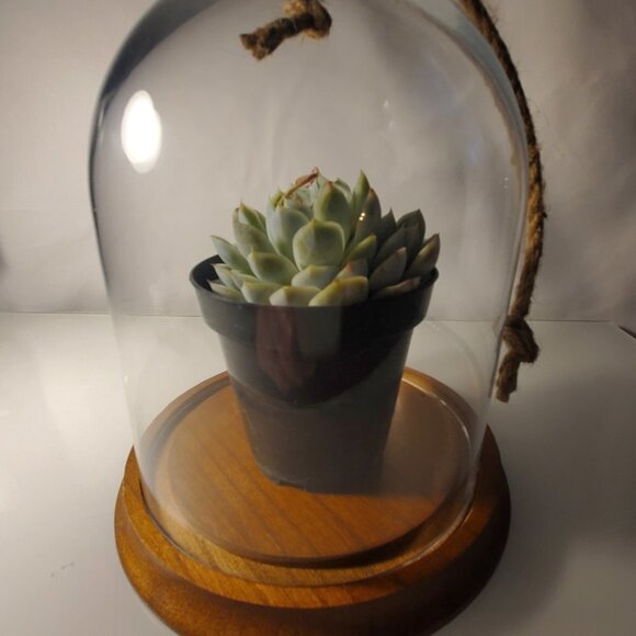 Glass Dome Terrarium / Display Case with Wood Base - Short NEW - Picture 2 of 4